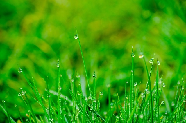 Grass