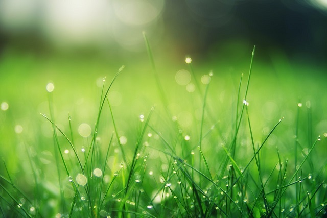 animal food green grass