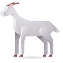 Goat
