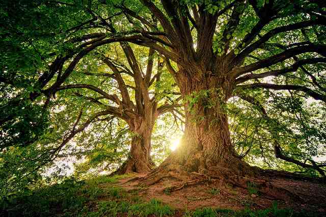Save trees